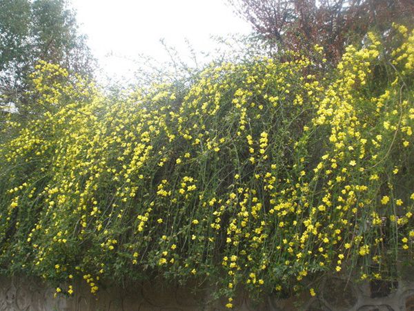 迎春花