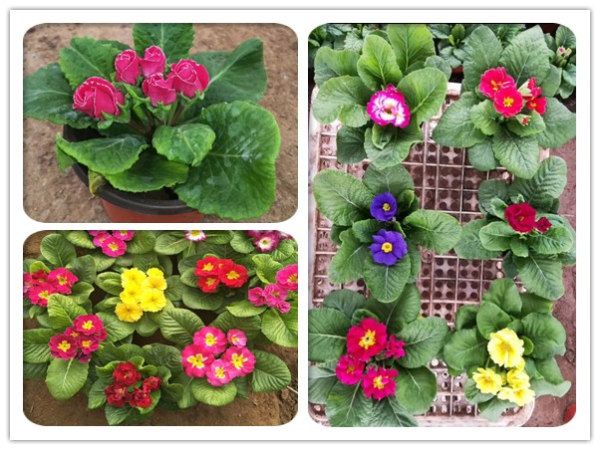 報春花.jpg